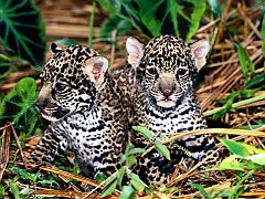 Innocence, Jaguar Cubs